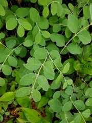 Symphoricarpos albus albus