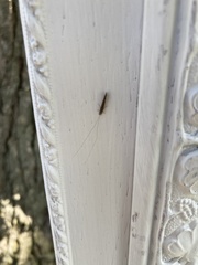 Leptocerus americanus