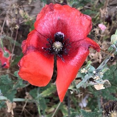 Papaver rhoeas