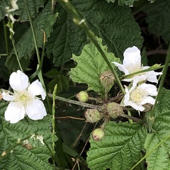 Rubus caesius
