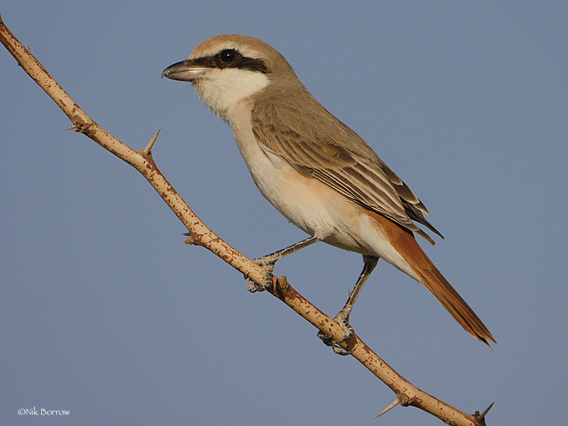 Red-tailed Shrike (Lanius phoenicuroides) photo