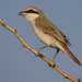 Red-tailed Shrike - Photo (c) Nik Borrow, some rights reserved (CC BY-NC)