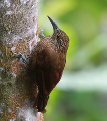 Xiphocolaptes promeropirhynchus