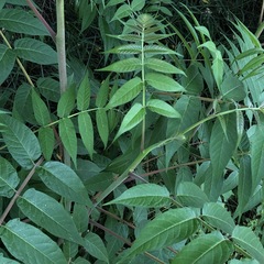 Ailanthus altissima