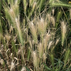 Hordeum murinum