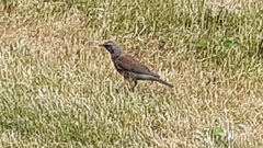 Turdus pilaris