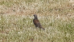 Turdus pilaris