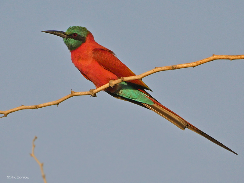 Northern Carmine Bee-Eater