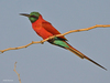 Northern Carmine Bee-Eater - Photo (c) Nik Borrow, some rights reserved (CC BY-NC)