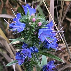 Echium vulgare