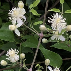 Clematis vitalba