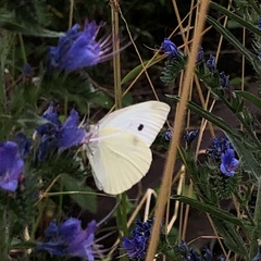 Pieris rapae