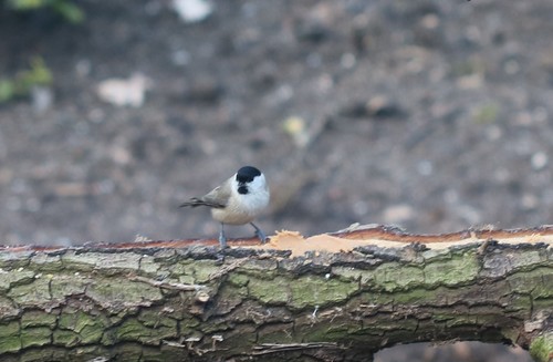 Marsh Tit, Haaksbergen, Nederland, photo 8 of 10