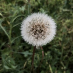 Taraxacum officinale
