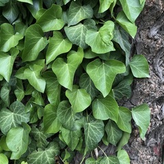 Hedera helix