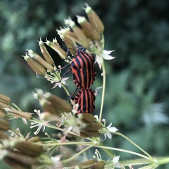 Graphosoma italicum italicum