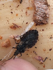 Aradus shermani