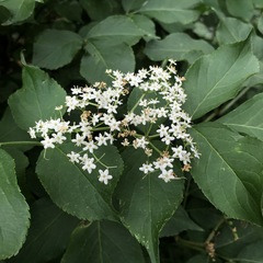 Sambucus nigra