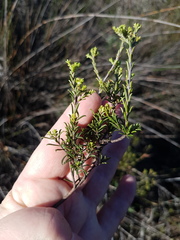 Diosma aspalathoides