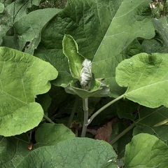 Arctium lappa