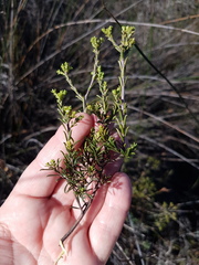 Diosma aspalathoides