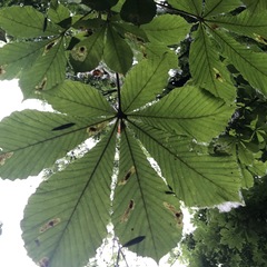 Aesculus hippocastanum