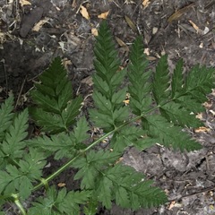 Anthriscus sylvestris