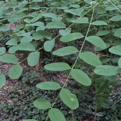 Robinia pseudoacacia
