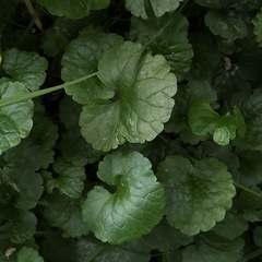 Glechoma hederacea