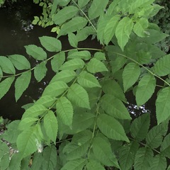 Fraxinus excelsior