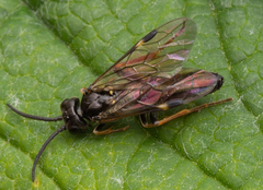 Allantus cinctus