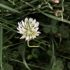 Trifolium repens