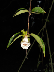 Codonanthe gracilis