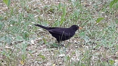 Turdus merula