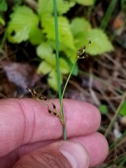 Juncus balticus littoralis