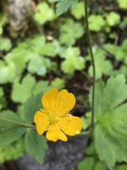 Ranunculus lanuginosus