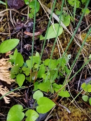 Juncus balticus littoralis