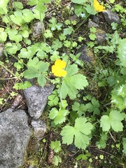 Ranunculus lanuginosus