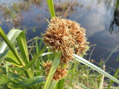 Rhynchospora spectabilis