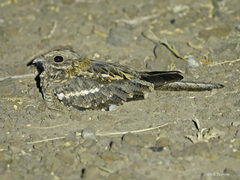 Caprimulgus clarus