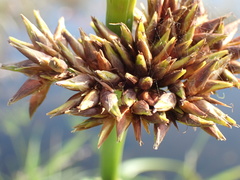 Rhynchospora spectabilis