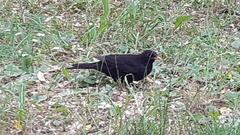Turdus merula