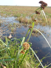 Rhynchospora spectabilis