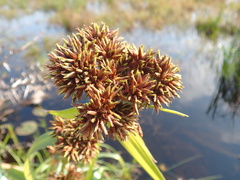 Rhynchospora spectabilis
