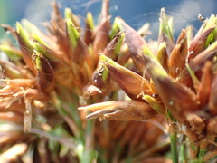 Rhynchospora spectabilis