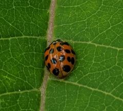 Harmonia axyridis
