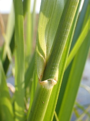 Rhynchospora spectabilis