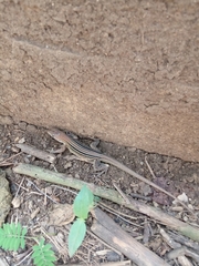 Cnemidophorus lemniscatus