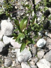 Salix daphnoides