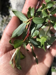 Salix daphnoides